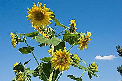 Steam新一周销量榜：《雀魂》打败《战地6》登顶！