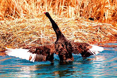 业内人士猜测Switch《生化危机：启示录3》生变